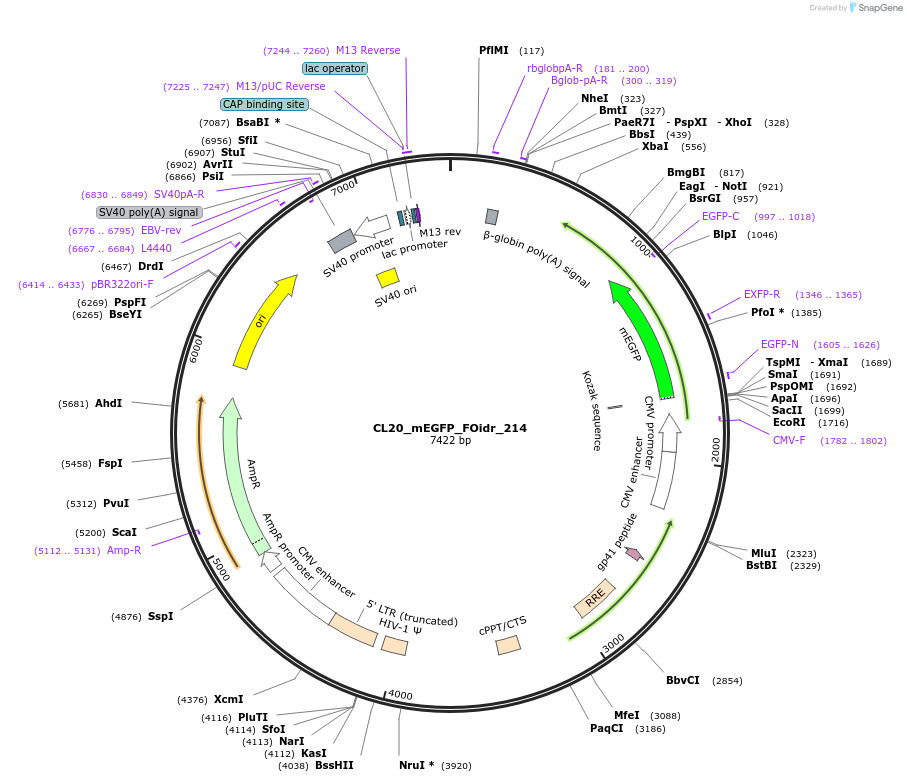 244766-plasmid-map-sequence-id-488229