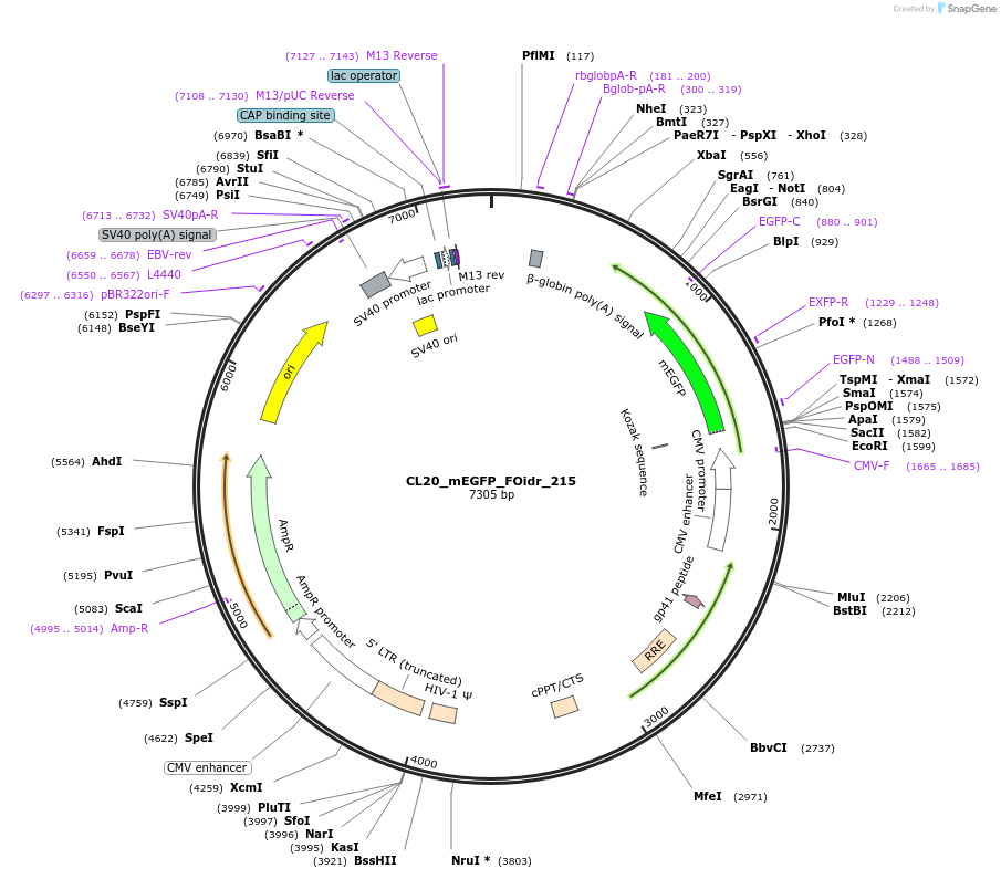 244767-plasmid-map-sequence-id-488230