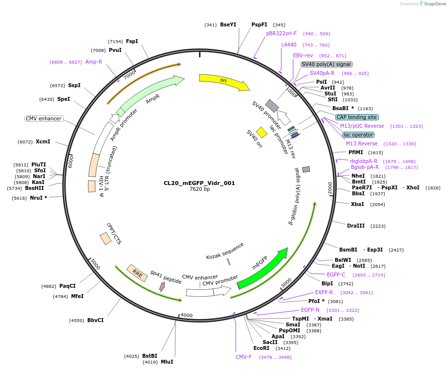 244768-plasmid-map-sequence-id-488231