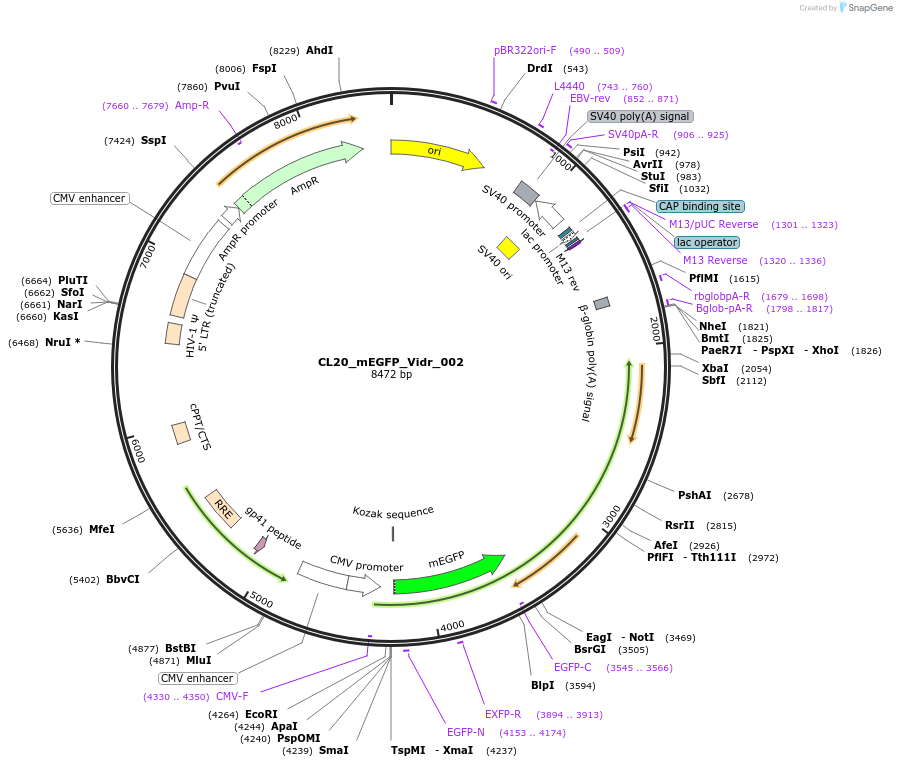 244769-plasmid-map-sequence-id-488232