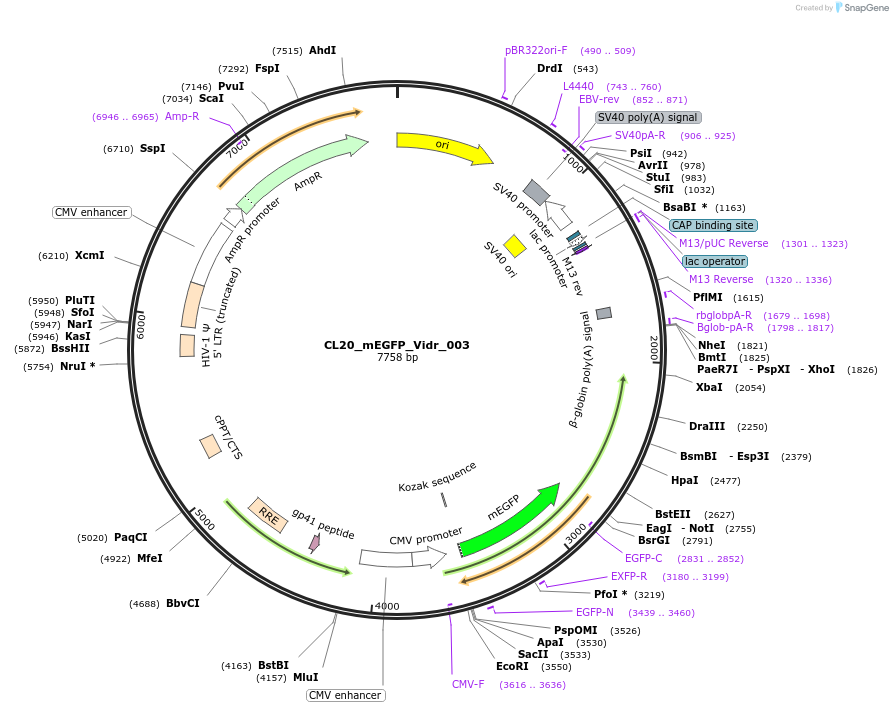 244770-plasmid-map-sequence-id-488233