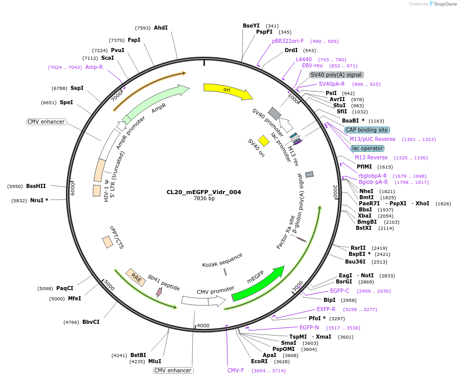 244771-plasmid-map-sequence-id-488234