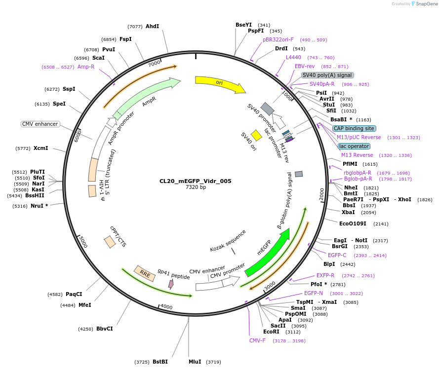 244772-plasmid-map-sequence-id-488235