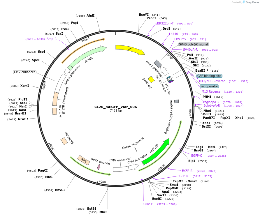 244773-plasmid-map-sequence-id-488236