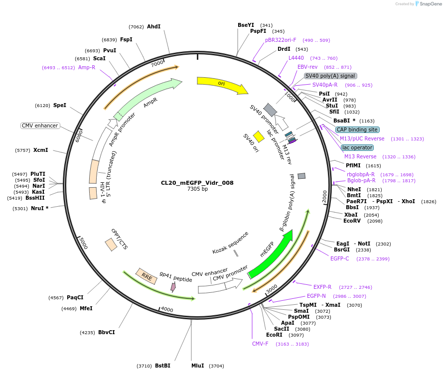 244775-plasmid-map-sequence-id-488238