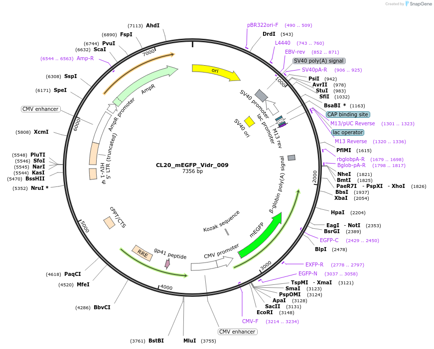 244776-plasmid-map-sequence-id-488239