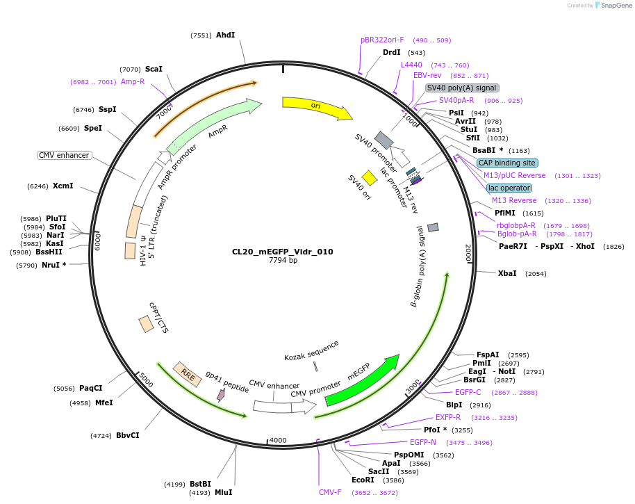 244777-plasmid-map-sequence-id-488240