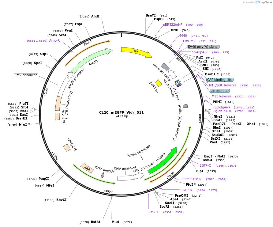 244778-plasmid-map-sequence-id-488241