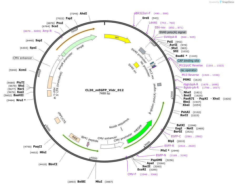 244779-plasmid-map-sequence-id-488242