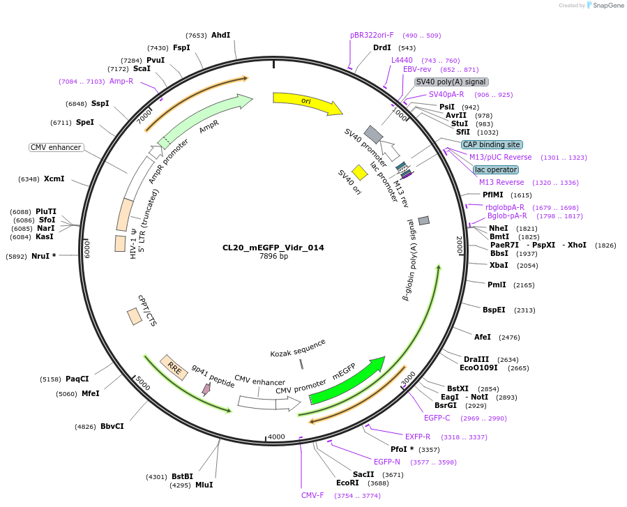 244781-plasmid-map-sequence-id-488244