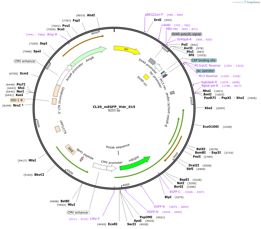 244782-plasmid-map-sequence-id-488245