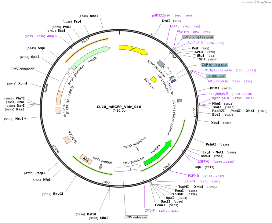 244783-plasmid-map-sequence-id-488246