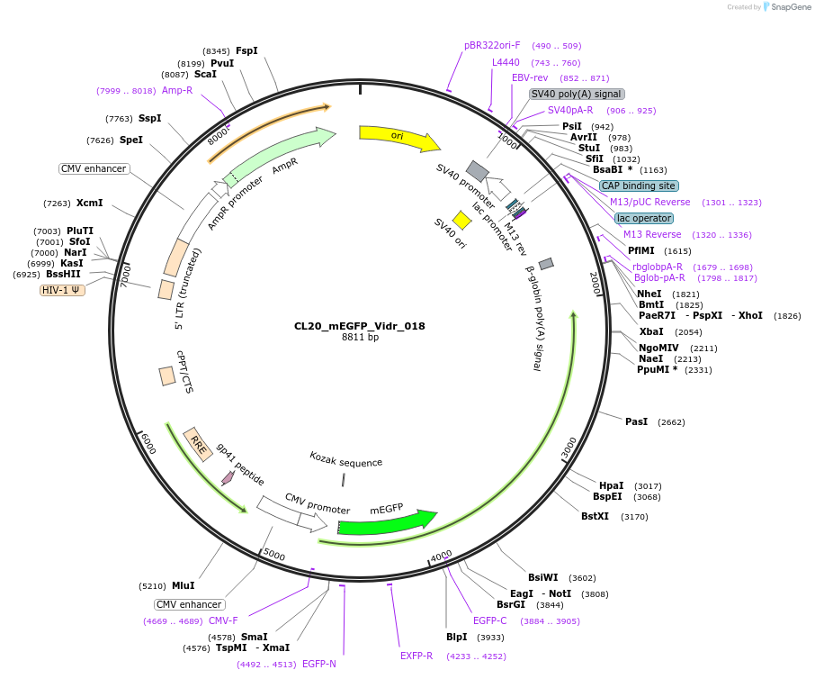 244785-plasmid-map-sequence-id-488247