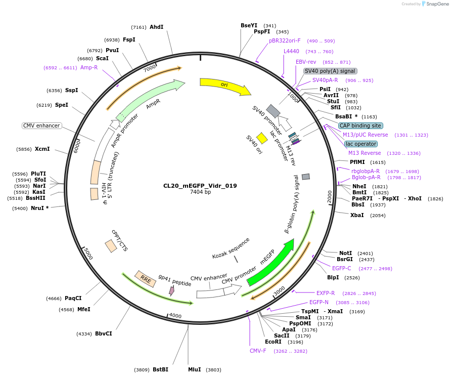 244786-plasmid-map-sequence-id-488248