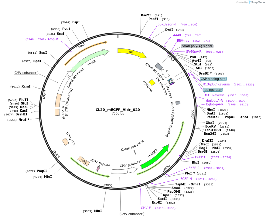 244787-plasmid-map-sequence-id-488249