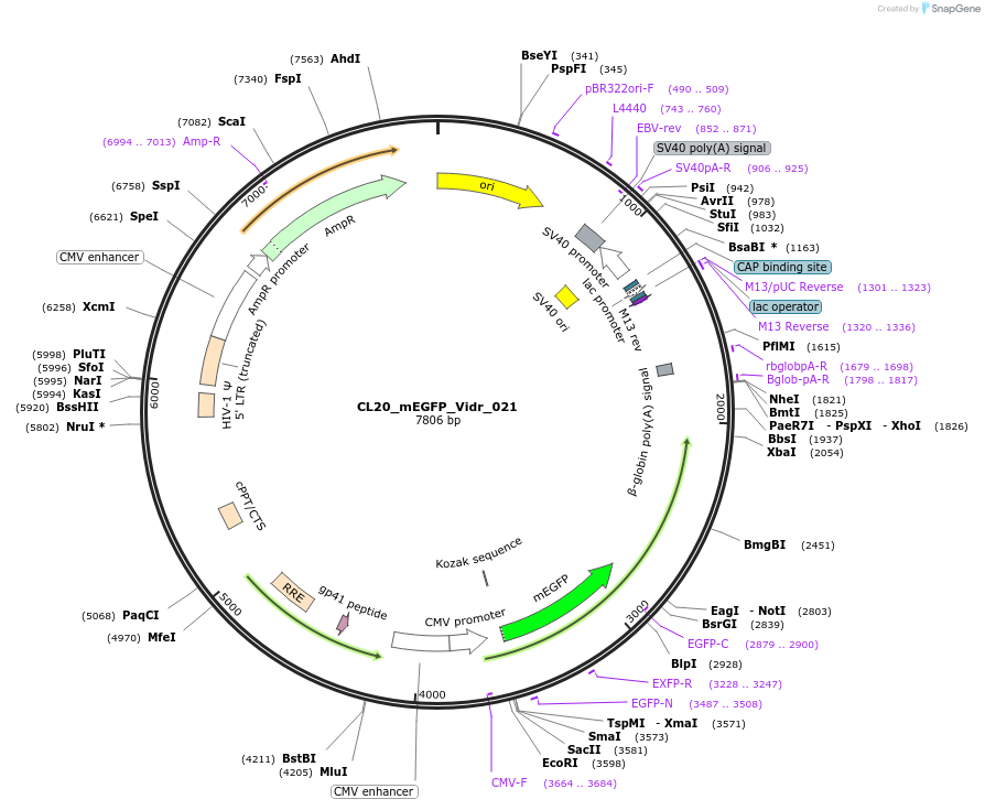 244788-plasmid-map-sequence-id-488250