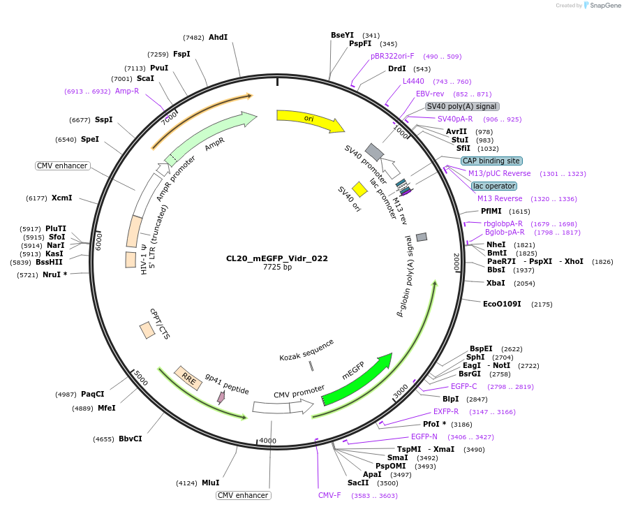 244789-plasmid-map-sequence-id-488251