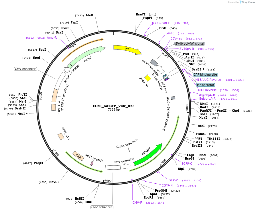 244790-plasmid-map-sequence-id-488252