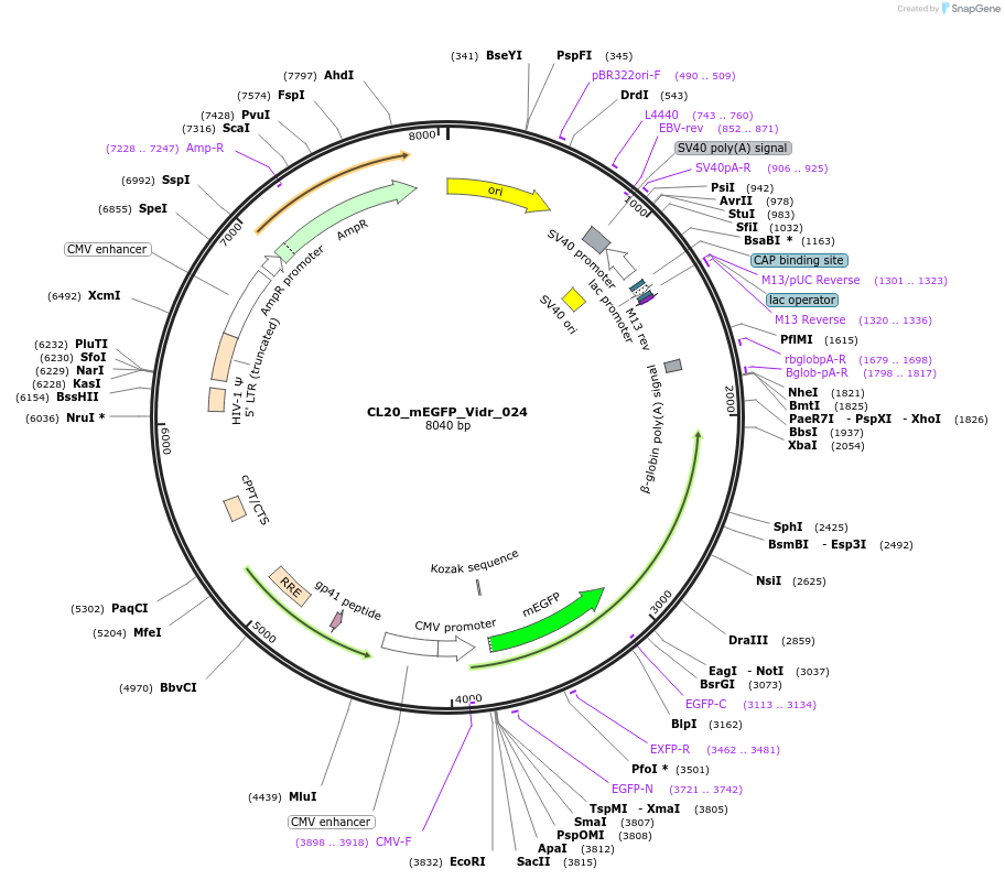 244791-plasmid-map-sequence-id-488253