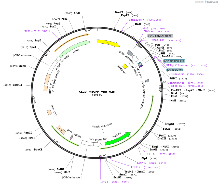 244792-plasmid-map-sequence-id-488254