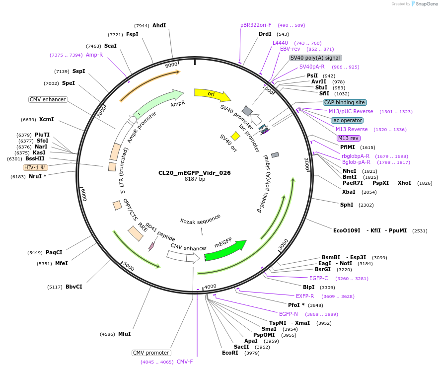 244793-plasmid-map-sequence-id-488255