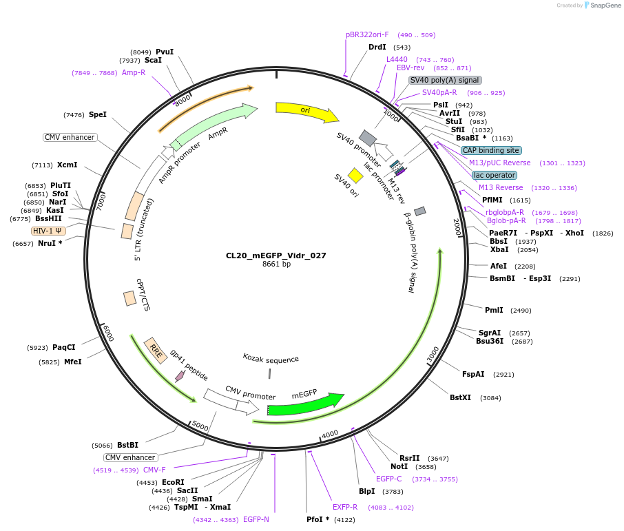 244794-plasmid-map-sequence-id-488256