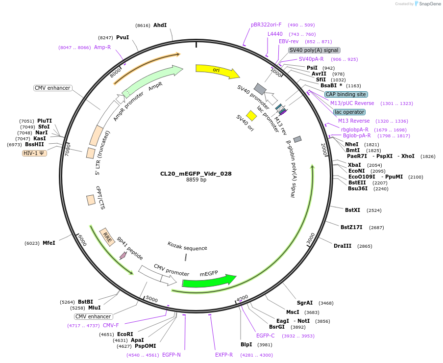 244795-plasmid-map-sequence-id-488257