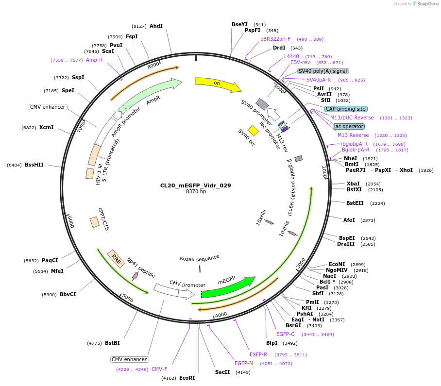 244796-plasmid-map-sequence-id-488258