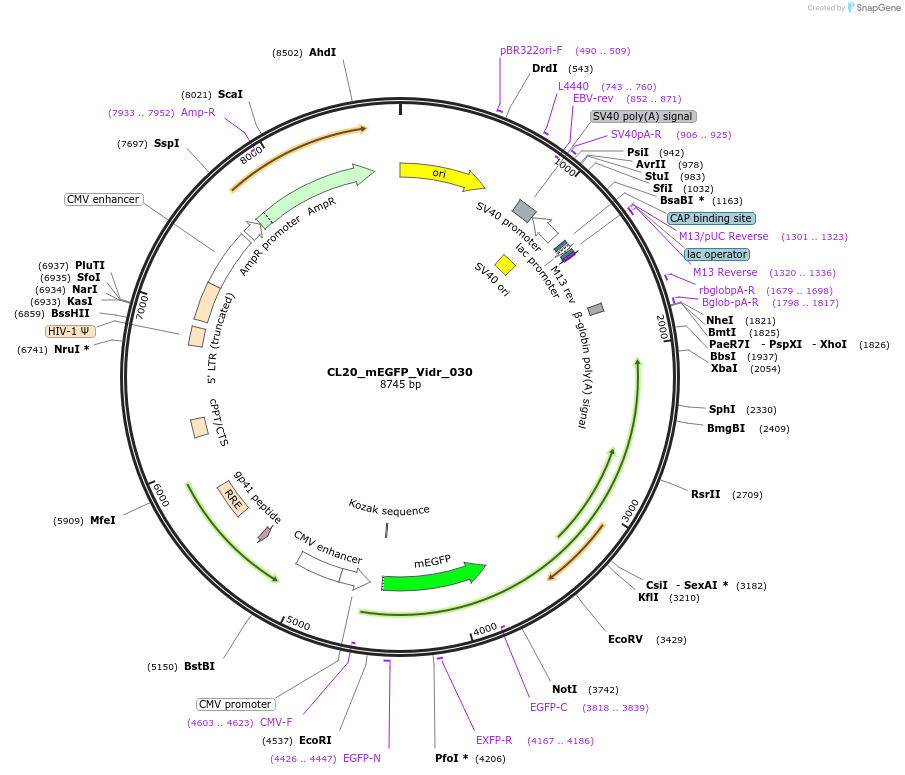 244797-plasmid-map-sequence-id-488259