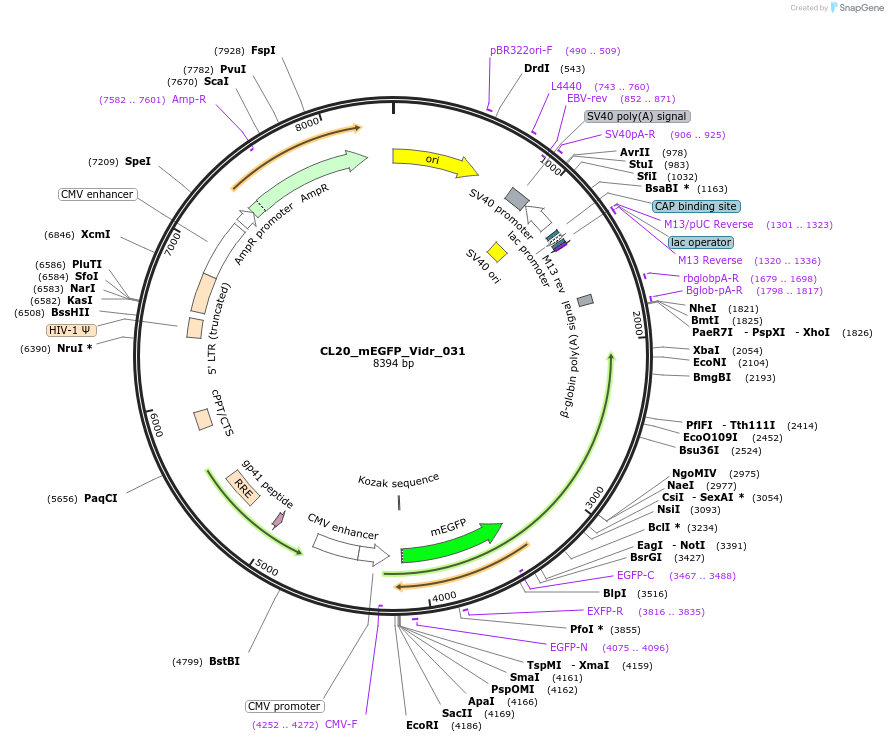 244798-plasmid-map-sequence-id-488260