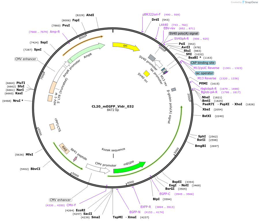 244799-plasmid-map-sequence-id-488261