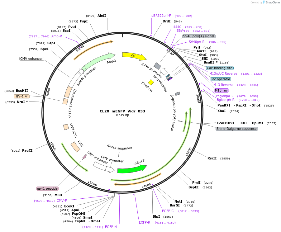 244800-plasmid-map-sequence-id-488262