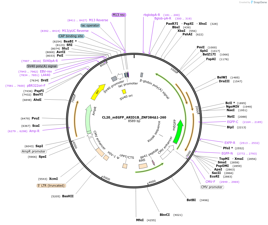 244801-plasmid-map-sequence-id-488263