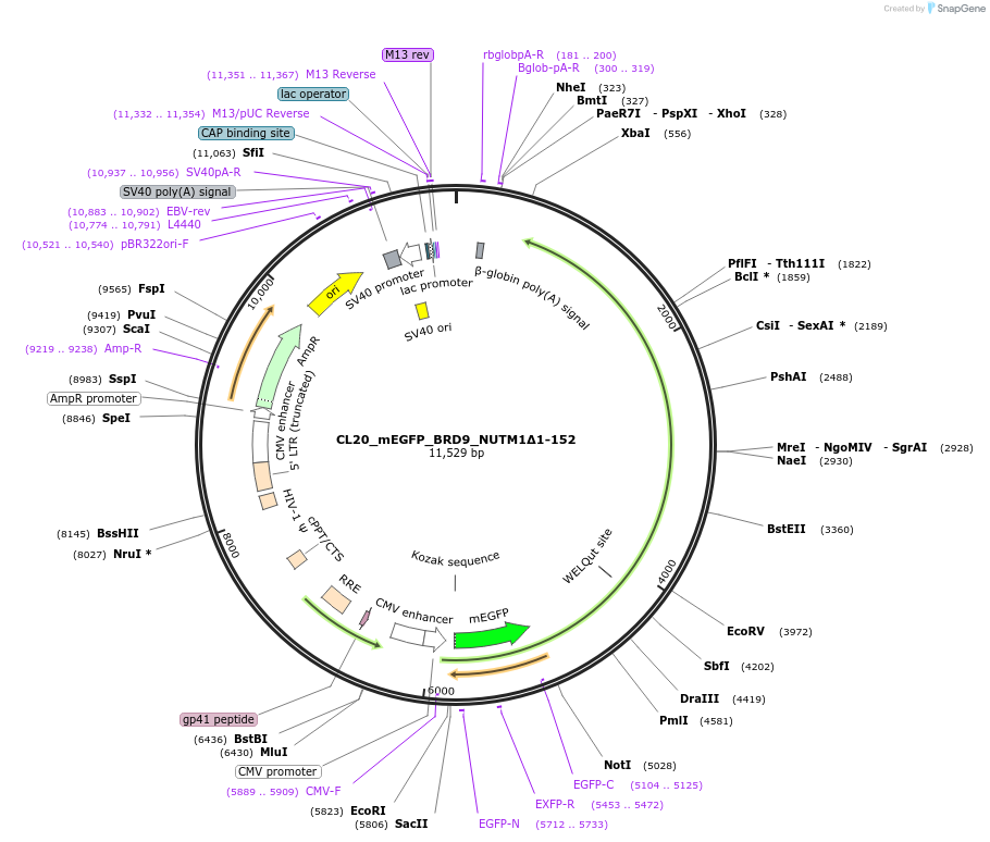 244802-plasmid-map-sequence-id-488264