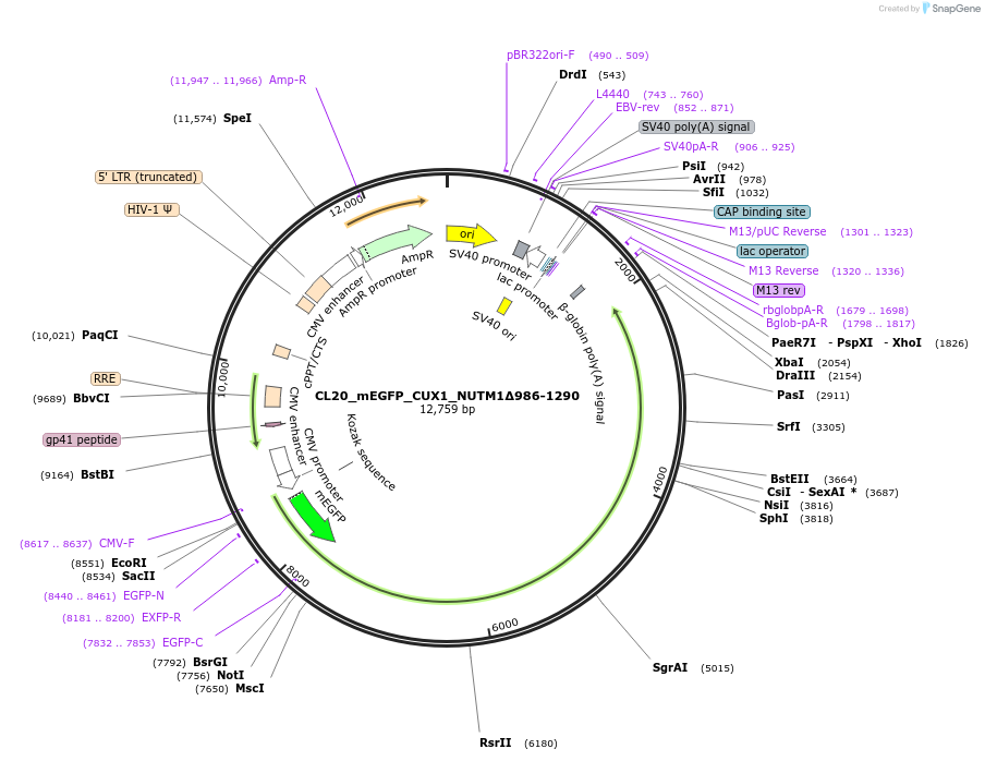 244803-plasmid-map-sequence-id-488265