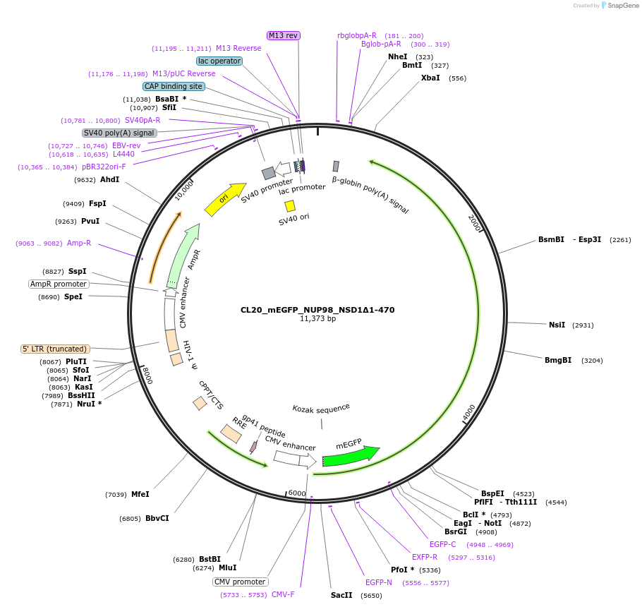 244805-plasmid-map-sequence-id-488266