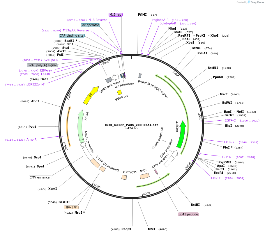 244806-plasmid-map-sequence-id-488267