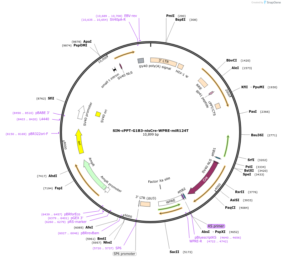 245072-plasmid-map-sequence-id-488269