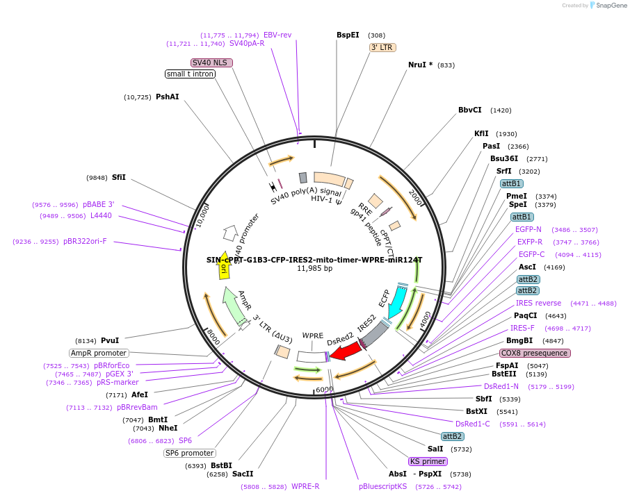 245074-plasmid-map-sequence-id-488273