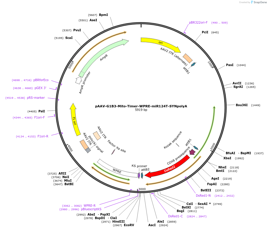 245076-plasmid-map-sequence-id-488279