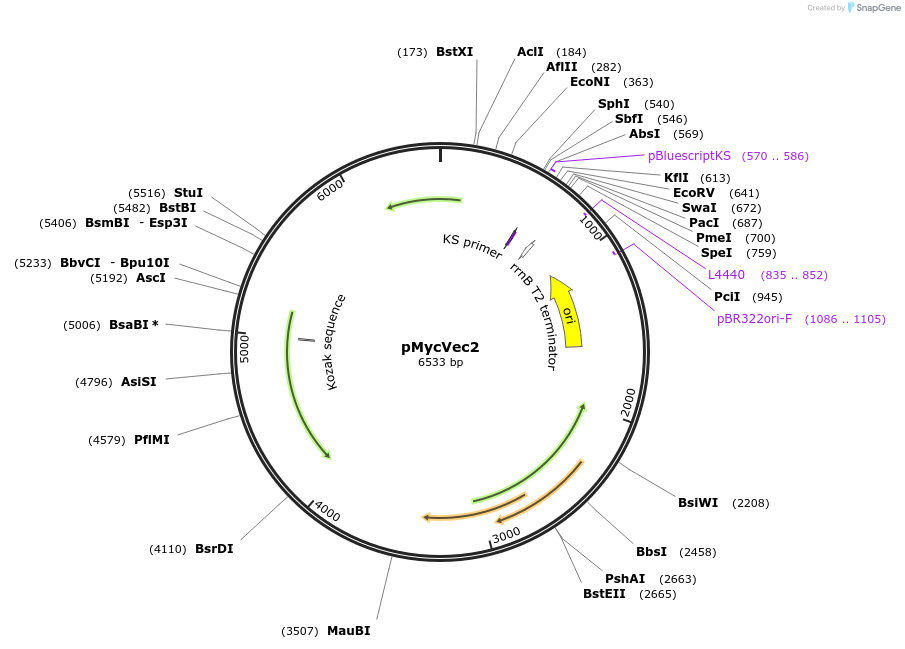 32361-plasmid-map-sequence-id-488290