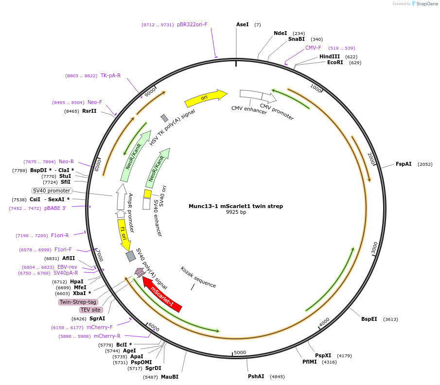 245007-plasmid-map-sequence-id-488293