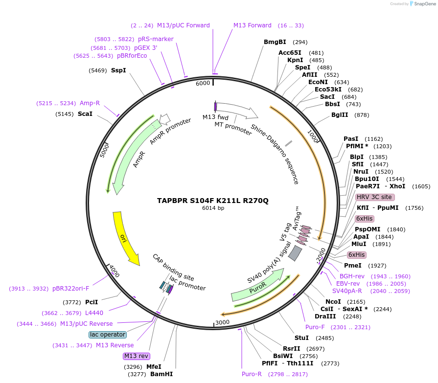 245834-plasmid-map-sequence-id-488310
