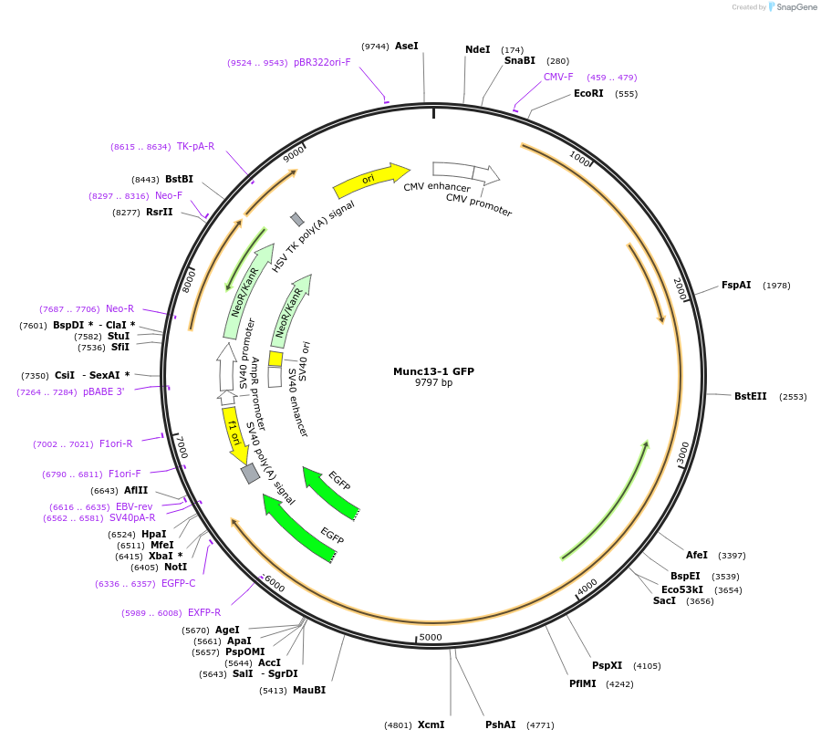 245009-plasmid-map-sequence-id-488312