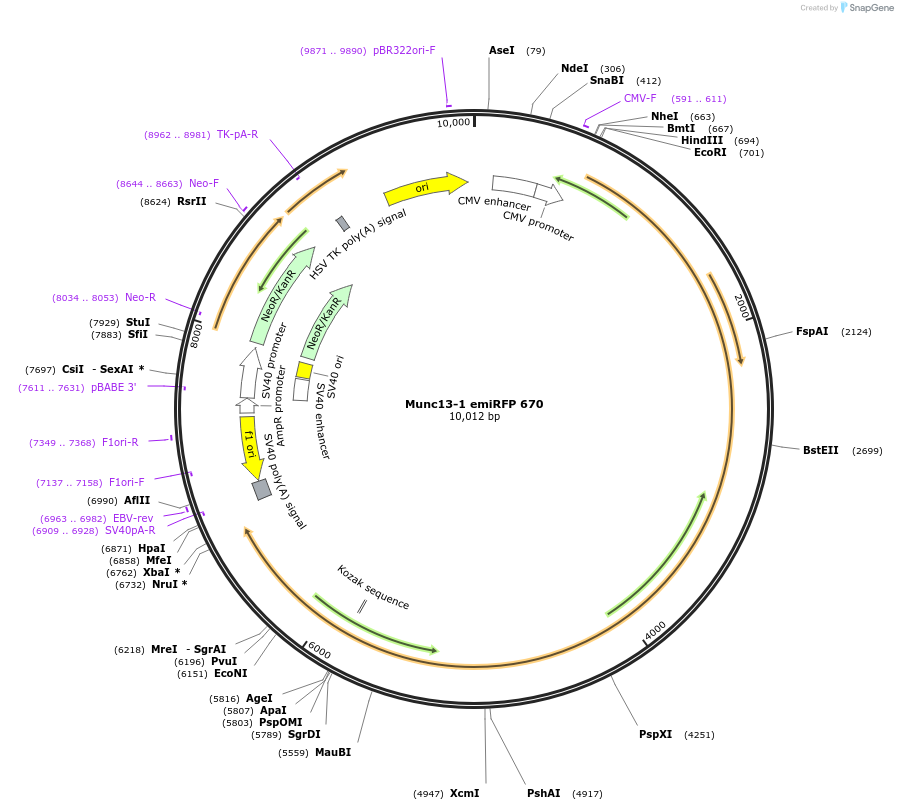 245006-plasmid-map-sequence-id-488314