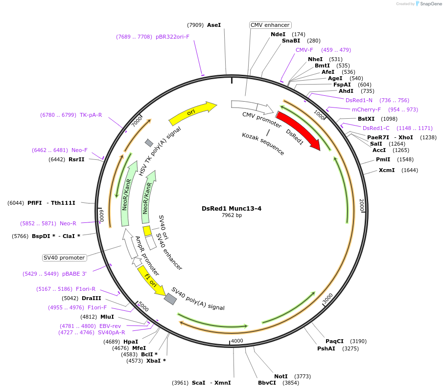 245001-plasmid-map-sequence-id-488316