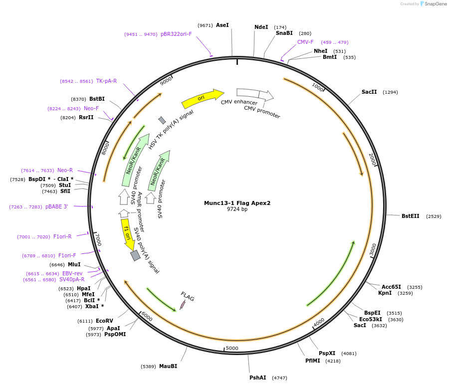 245005-plasmid-map-sequence-id-488318
