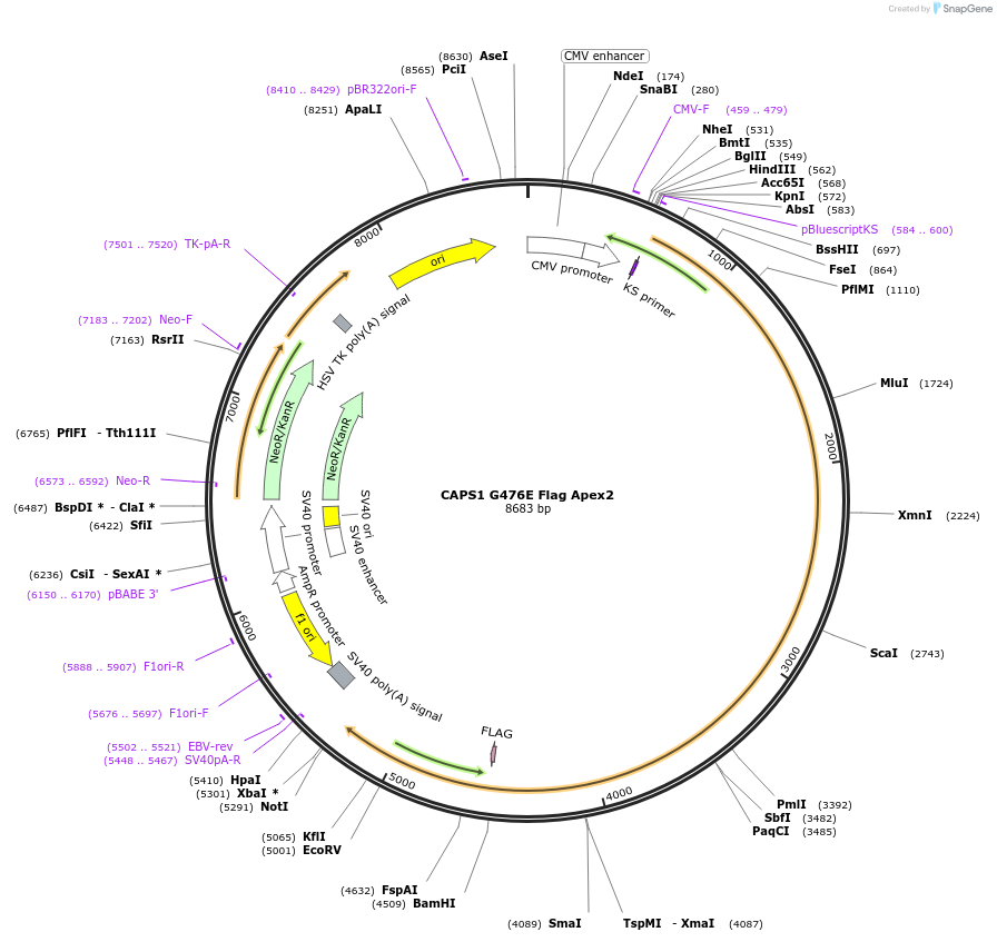 244993-plasmid-map-sequence-id-488319