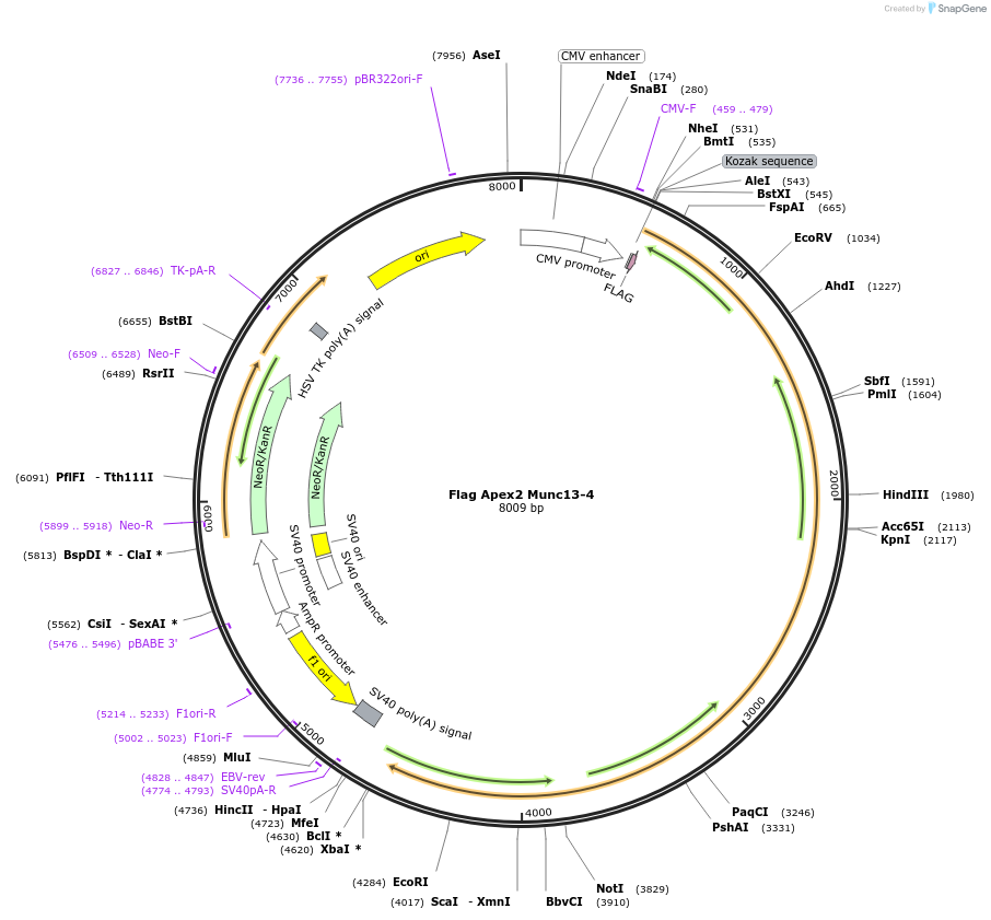 245008-plasmid-map-sequence-id-488320