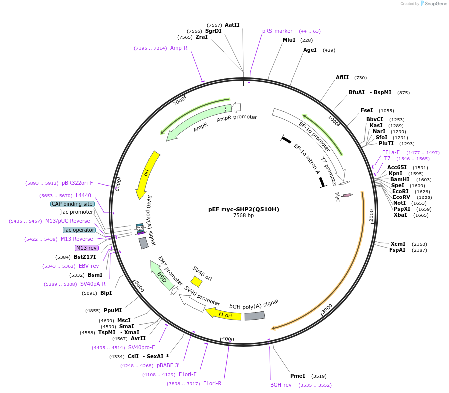 245234-plasmid-map-sequence-id-488327